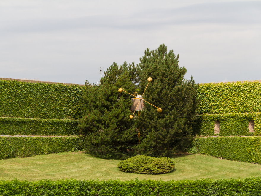 particular tree in vatican garden